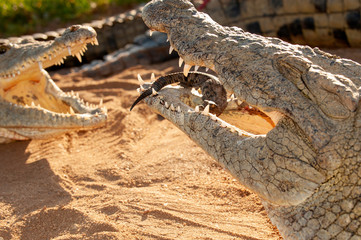 Nile crocodile, Mother and hatched baby, caring, carrying, taking the baby to water