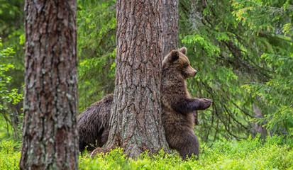 Brown bear stands on its hind legs by a tree in a summer forest. Scientific name: Ursus Arctos ( Brown Bear). Green natural background. Natural habitat.