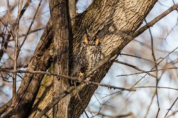 Obraz premium Long eared owl resting during midwinter.