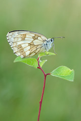 Melanargia galathea 
