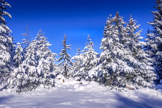 Winter Trees Photos Royalty Free Images Graphics Vectors Videos Adobe Stock