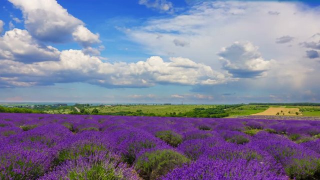 Time Lapse Of Fluffy Clouds Over A Field Of Lavender. 4K.