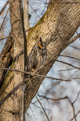 Long eared owl resting during midwinter.