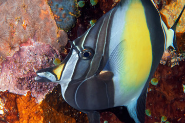 Naklejka na ściany i meble tropical fish on coral reef