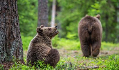 Cubs of Brown Bear in the  summer forest. Green natural background. Natural habitat. Scientific name: Ursus arctos. © Uryadnikov Sergey