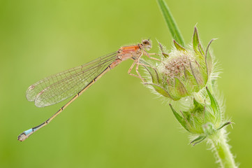 Odonata dragonfly