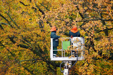 Fototapeta Wykwalifikowani pracownicy zieleni miejskiej przycinają gałęzie drzew w parku miejskim. obraz