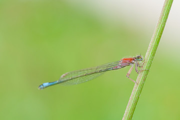 dragonfly