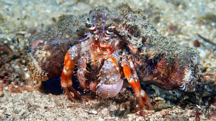 Hermit crab on the beach