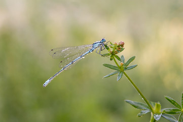 Odonata dragonfly