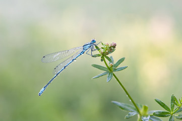 Odonata dragonfly
