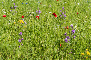 Meadow with different Flowers