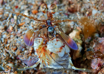 Peacock mantis shrimp