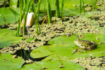 Frosch in Gartenteich
