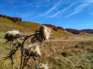 Old bur burdock plant herb on a green grass meadow field on a beautiful clear blue sky day during...