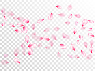 Pink sakura petals confetti flying and falling - obrazy, fototapety, plakaty