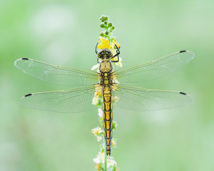 dragonfly