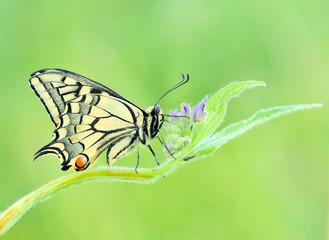 Papilio machaon