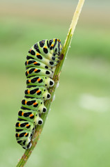 Papilio machaon