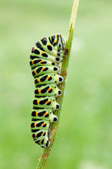 Papilio machaon