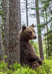 Fototapeta na wymiar Brown bear sitting by a tree in a summer forest. Scientific name: Ursus Arctos ( Brown Bear). Green natural background. Natural habitat.
