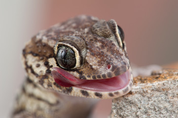 Paroedura picta 