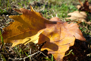 Autumn maple leaf in Parco Sempione Milan