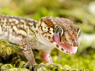 Paroedura picta 