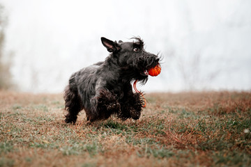 The Scottish Terrier dog at autumn - obrazy, fototapety, plakaty