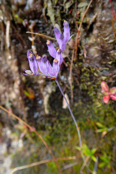 Lila bl&uuml;hende Burmannia coelestis. Gesehen im Bako National Park, Sarawak, Borneo