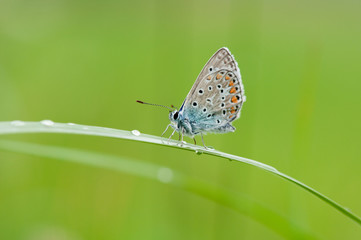 Phengaris