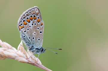 Phengaris