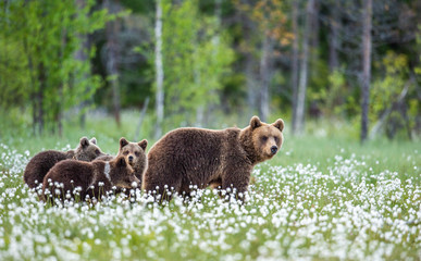 Naklejka premium She-bear and cubs. Brown Bears in the forest at summer time among white flowers. Scientific name: Ursus arctos. Natural habitat.
