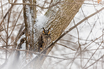 Long eared owl resting during midwinter.