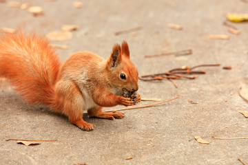 Portrait of an orange squirrel who found a walnut and nibbles it.