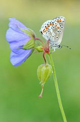 Phengaris