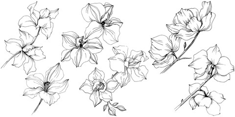 Vector orchid flowers. Floral botanical flower. Isolated illustration element. © yanushkov