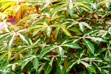 manihot esculenta crantz leaves pattern
