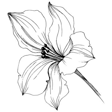recommend clip art: Vector orchid flowers. Floral botanical flower. Isolated illustration element.
