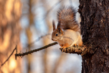 squirrel on a branch