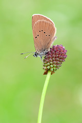 Polyommatus semiargus