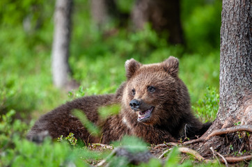 Close up portrait of Brown bear in the summer forest. Green forest natural background. Scientific name: Ursus arctos. Natural habitat.