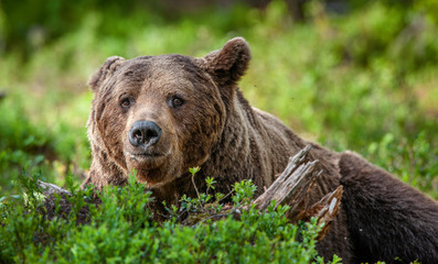 Close up portrait of Brown bear in the summer forest. Green forest natural background. Scientific name: Ursus arctos. Natural habitat.