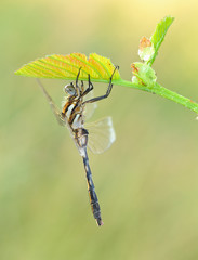 Libellula quadrimaculata