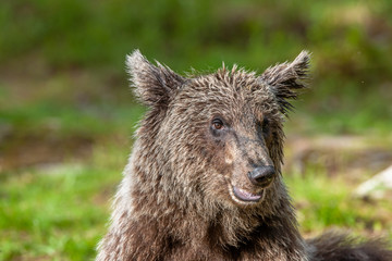 Fototapeta premium Close up portrait of Brown bear in the summer forest. Green forest natural background. Scientific name: Ursus arctos. Natural habitat.