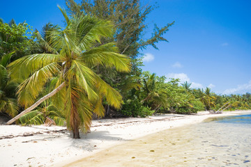 Obraz na płótnie Canvas Inclined palm trees on wild coast of Sargasso sea, Punta Cana, Dominican Republic