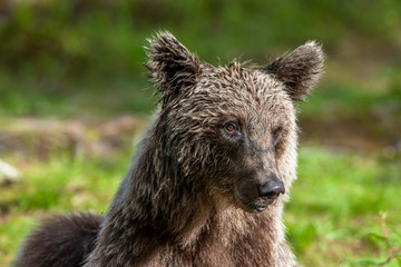 Obraz premium Close up portrait of Brown bear in the summer forest. Green forest natural background. Scientific name: Ursus arctos. Natural habitat.