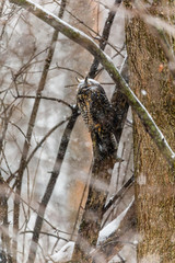 Long eared owl resting during midwinter.