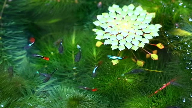Water chestnut, Water caltrops, False loose strife, Horn Chestnut1