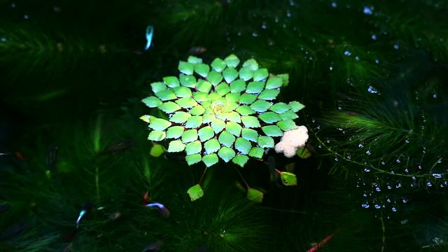 Water chestnut, Water caltrops, False loose strife, Ludwigia sedioides and guppies fish in pond